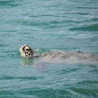 sea turtle from Hawaii