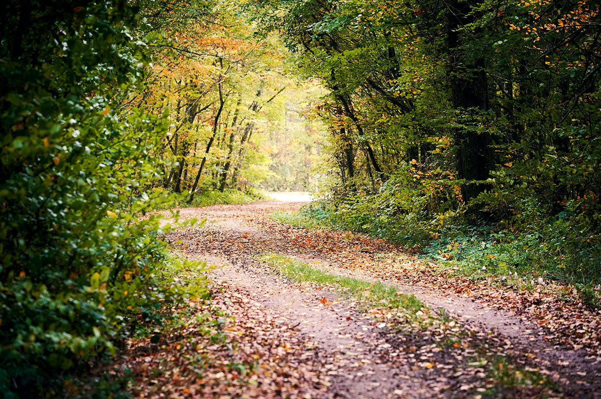 nature trail in autumn