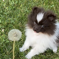 Photo of a pomeranian puppy with a dandelion.