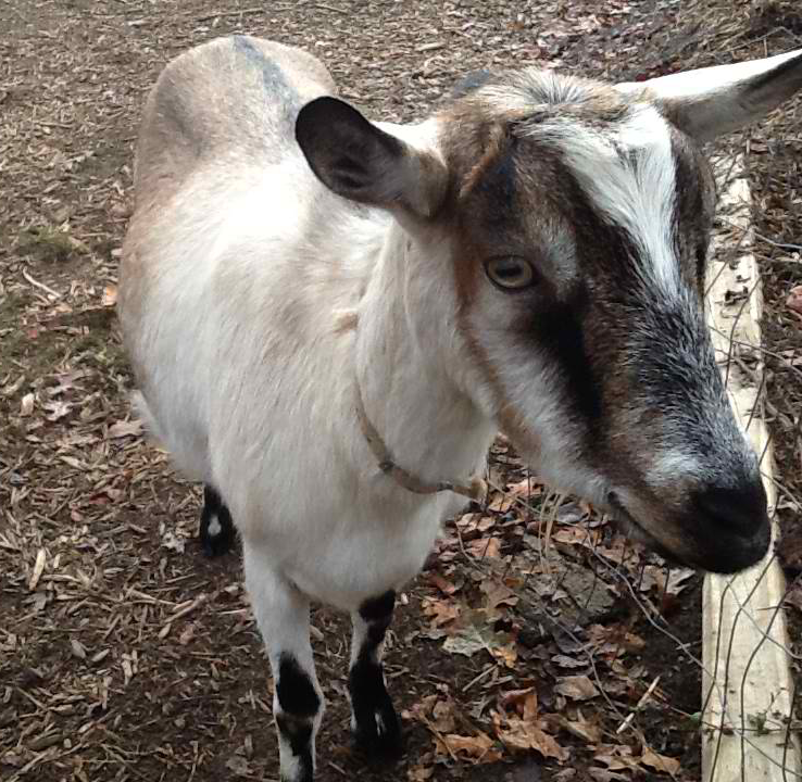 Lucy the goat