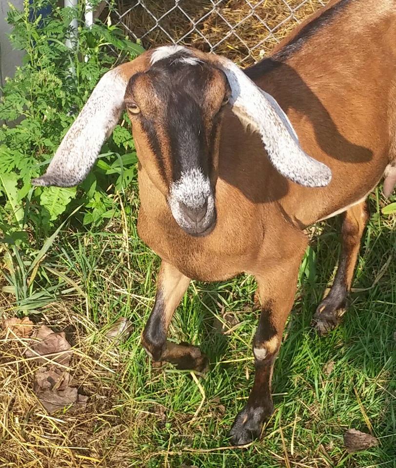 Maybelle the goat